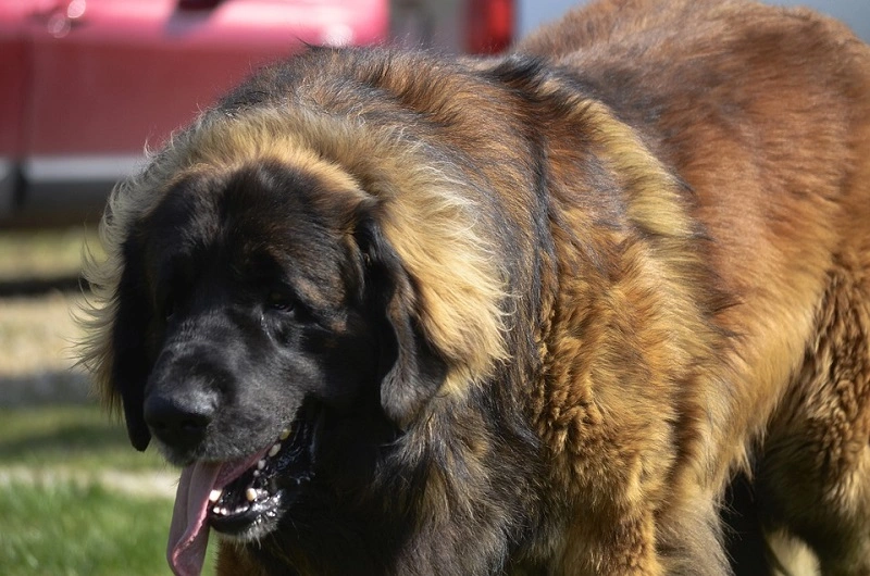 What does the Leonberger dog look like?