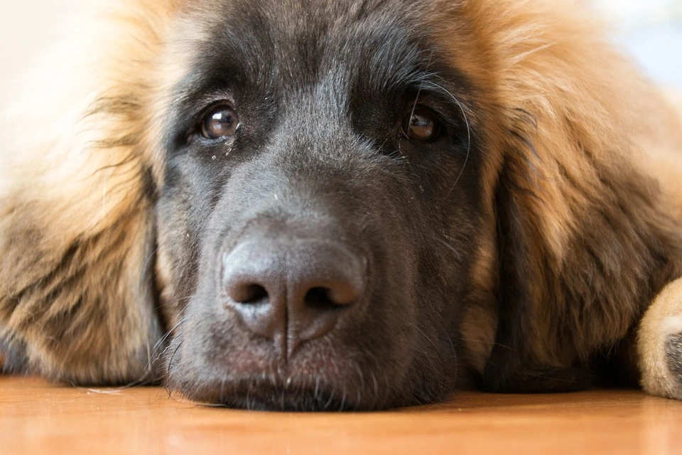 La toelettatura di un cane Leonberger