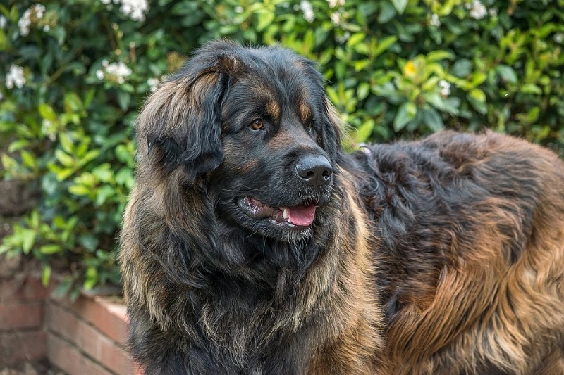 The Leonberger - the dog's origin
