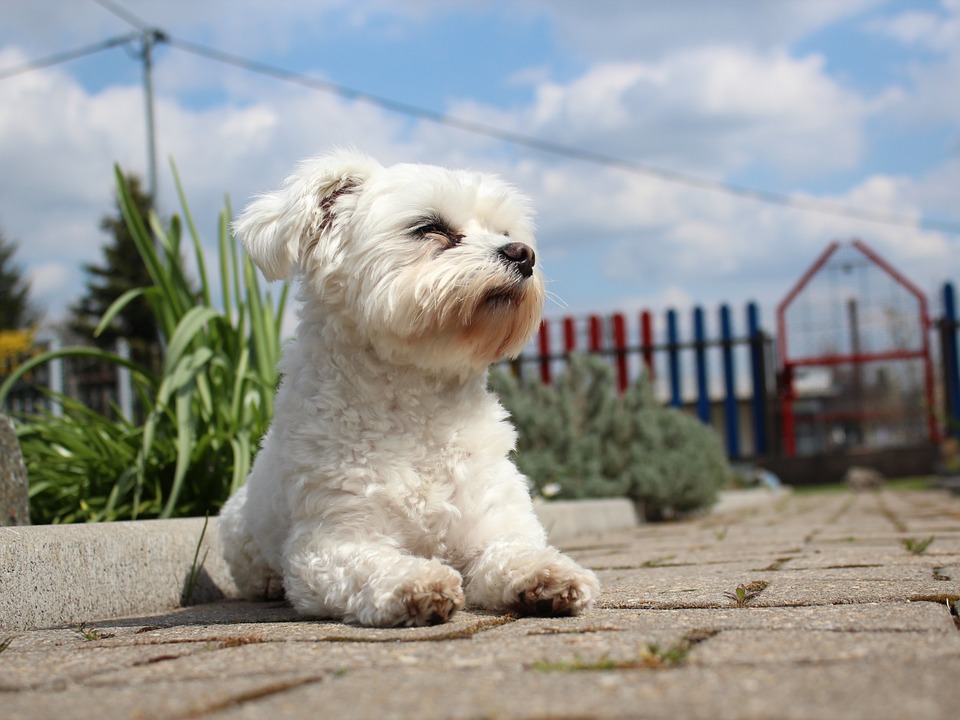 Maltese - small dogs that quickly fall in love with their owners