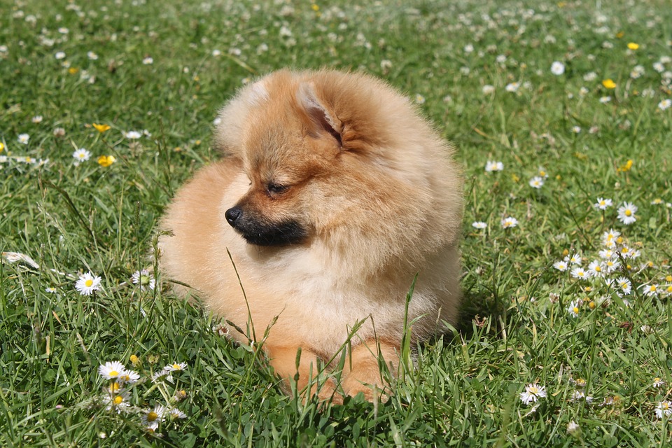 Are Pomeranian type small dogs suitable for anyone?