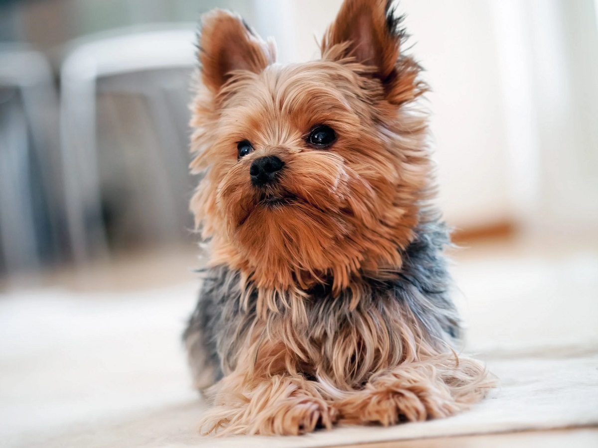 4 Beste Wohnungshunde - Finden Sie den Perfekten Hund für Ihre Wohnung