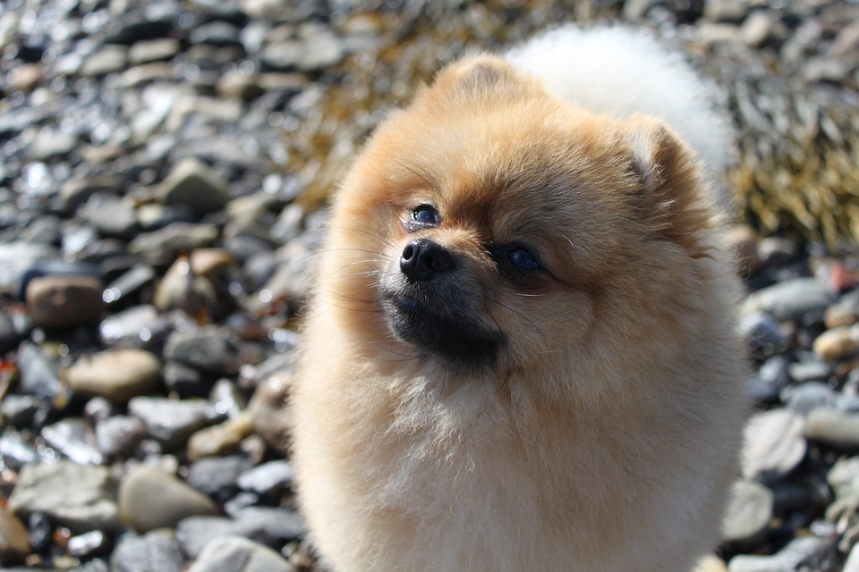 Miniature Spitz - small dogs with lush coat