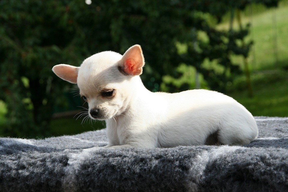 Chihuahuas - what is the temperament of those small dogs?