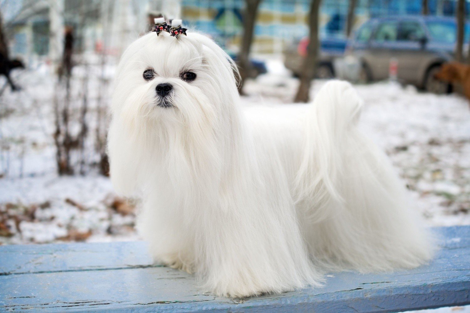 The Maltese dog - trendy hairstyles