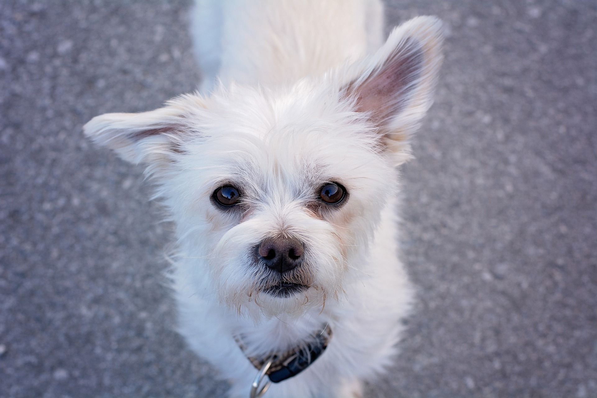 Adorable Perro Maltés - Temperamento, Cuidados y Necesidades