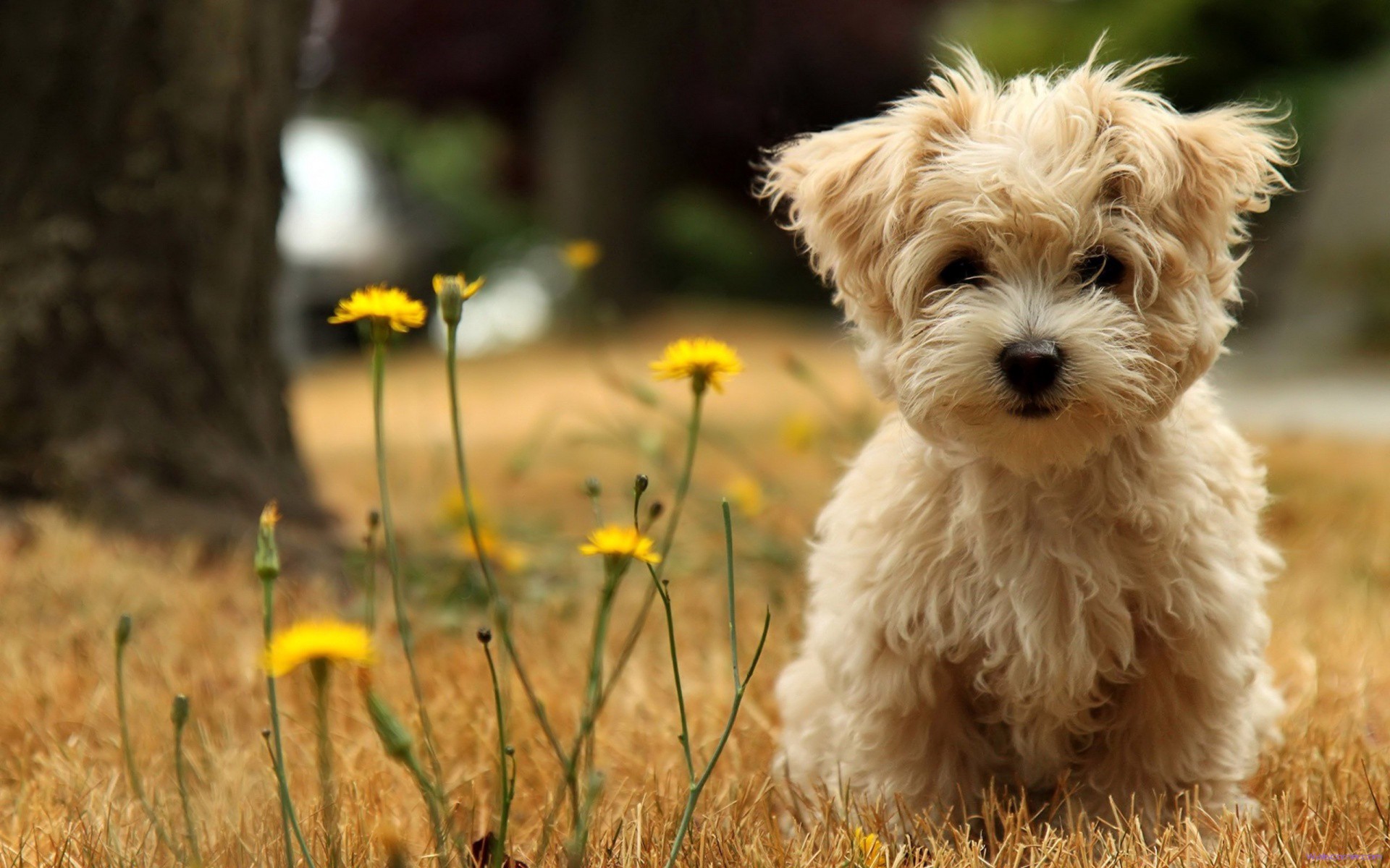 ¿Son los perros malteses propensos a las enfermedades?