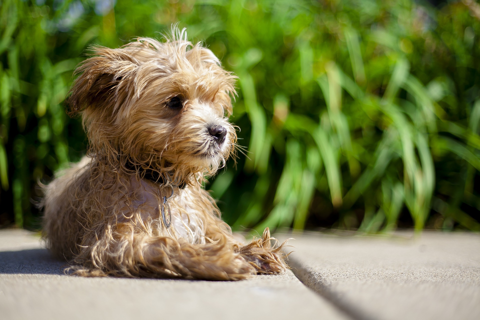 Perro Maltipoo - Tamaño, Vida útil, Temperamento y Cuidados