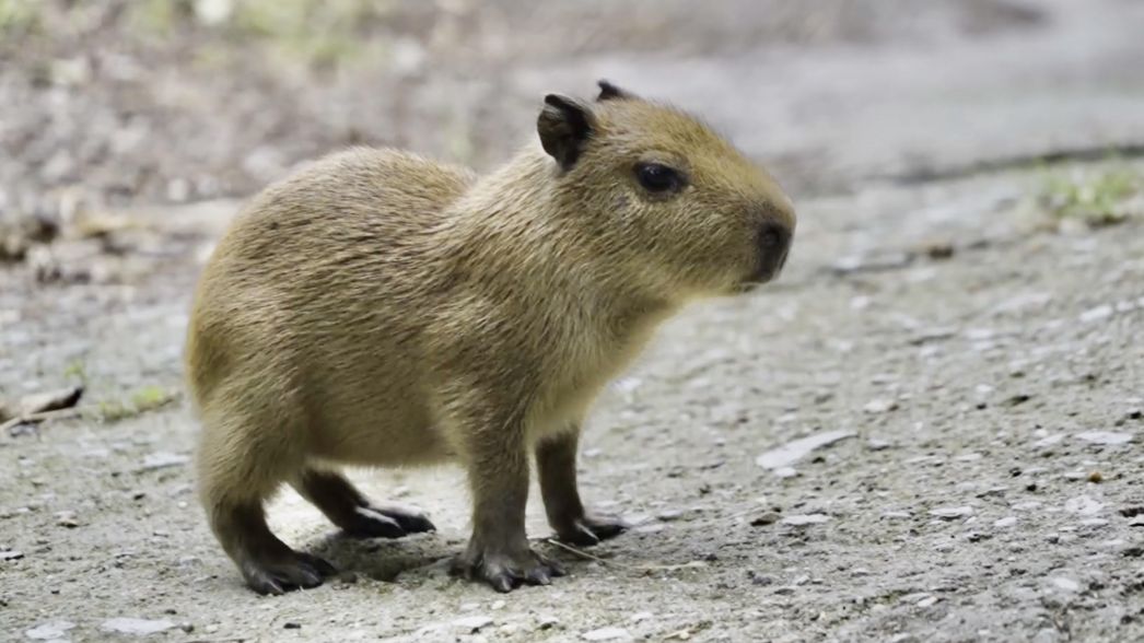 What is the typical life of a capybara?