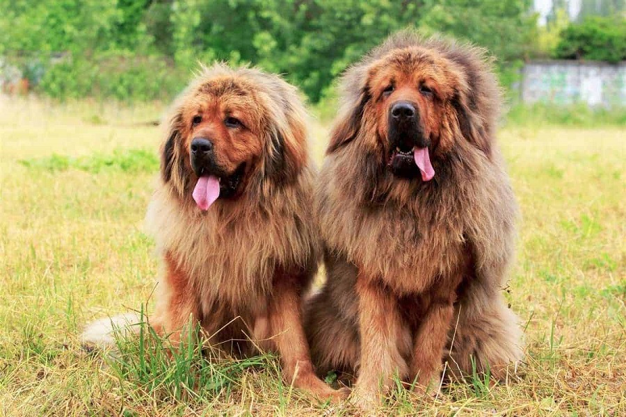 What are the most common health issues of the Tibetan mastiff?