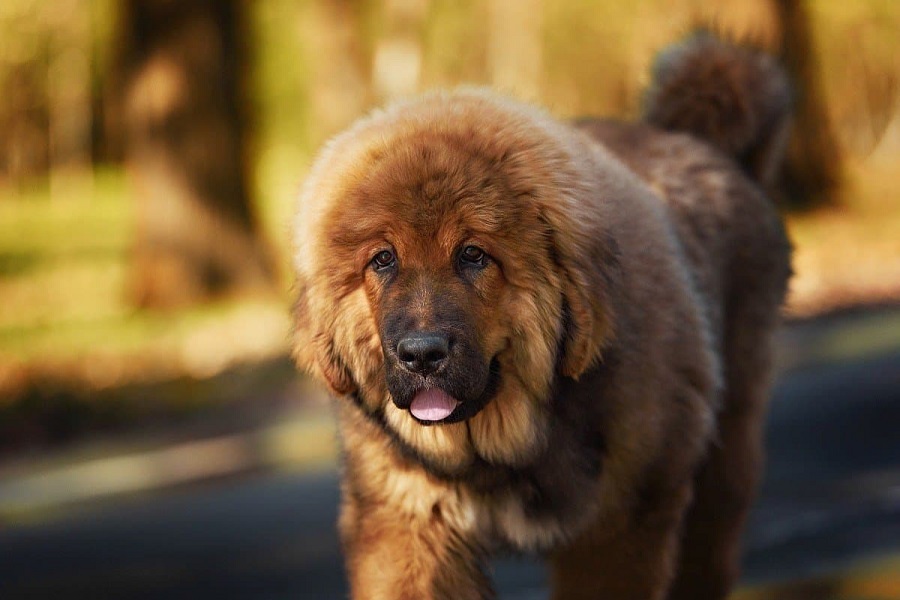 Mastif tybetański - jak wygląda podstawowa pielęgnacja psa?