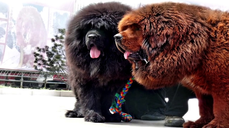 What does the Tibetan mastiff look like?