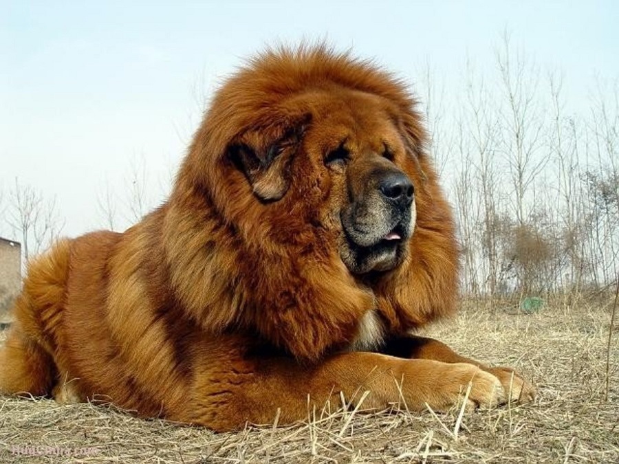 Does the Tibetan mastiff need a special diet?