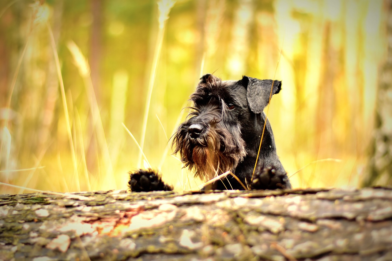 What are the types of Schnauzer?