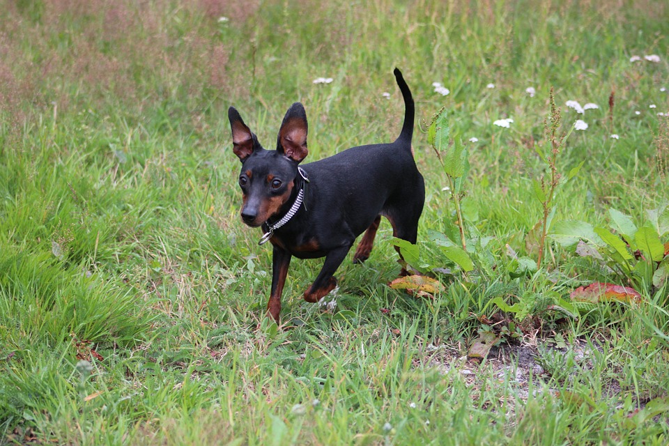 Miniature Pinscher - what is the temperament of the small dogs?