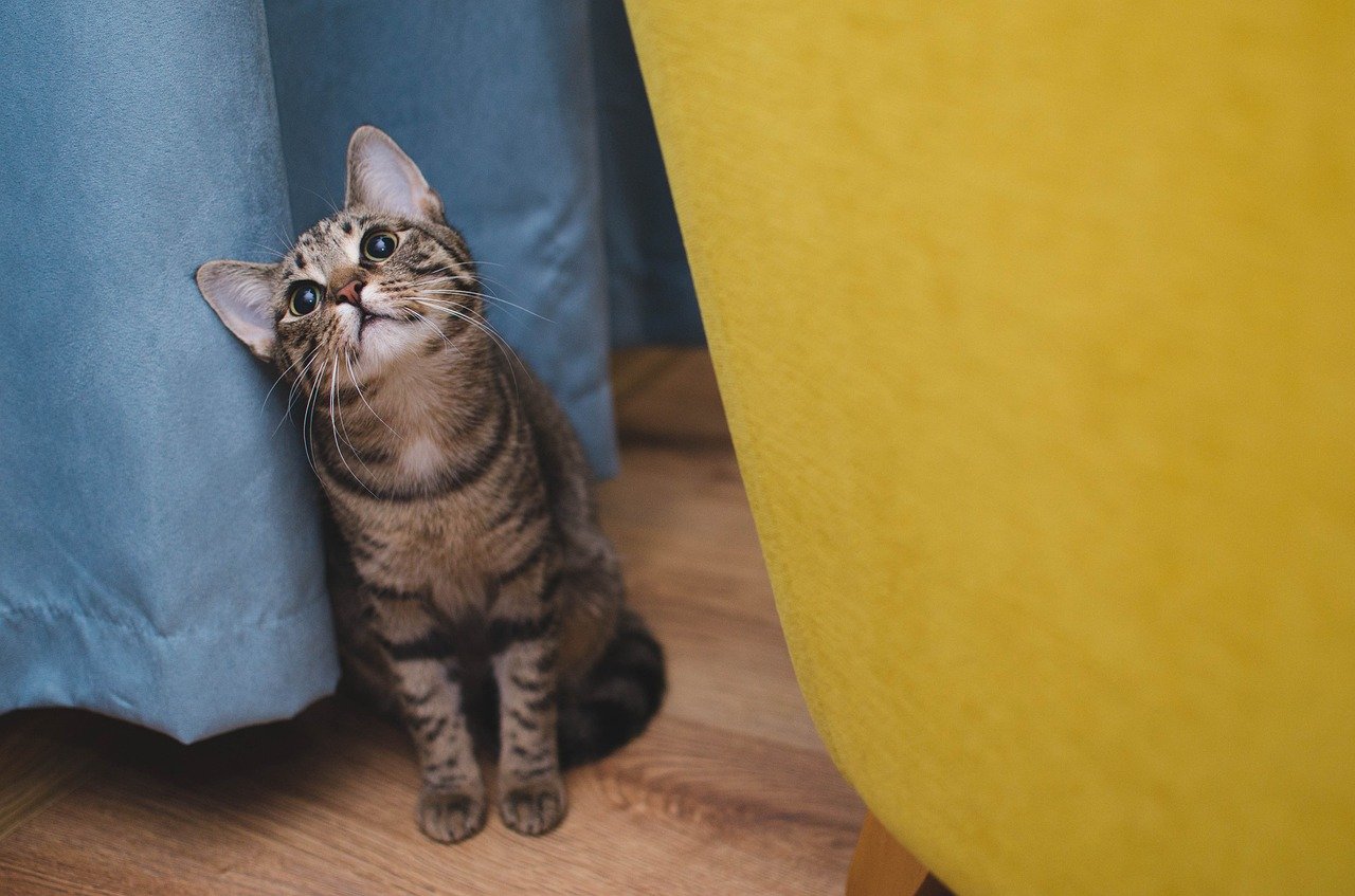 Is Your Cat Purring? Learn The Secret Meaning of Cat's Purr