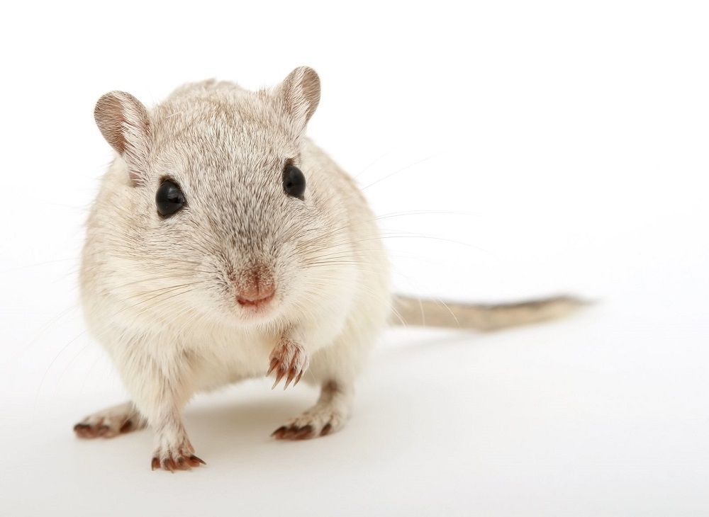 How much does a gerbil pet cost?