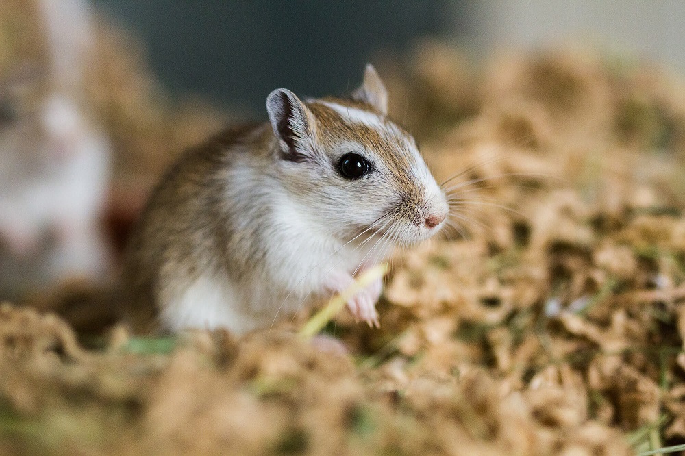 What does a gerbil look like?