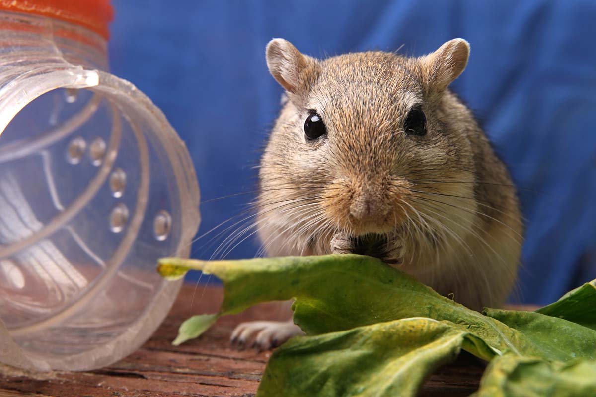 Gerbil - cage and conditions it needs