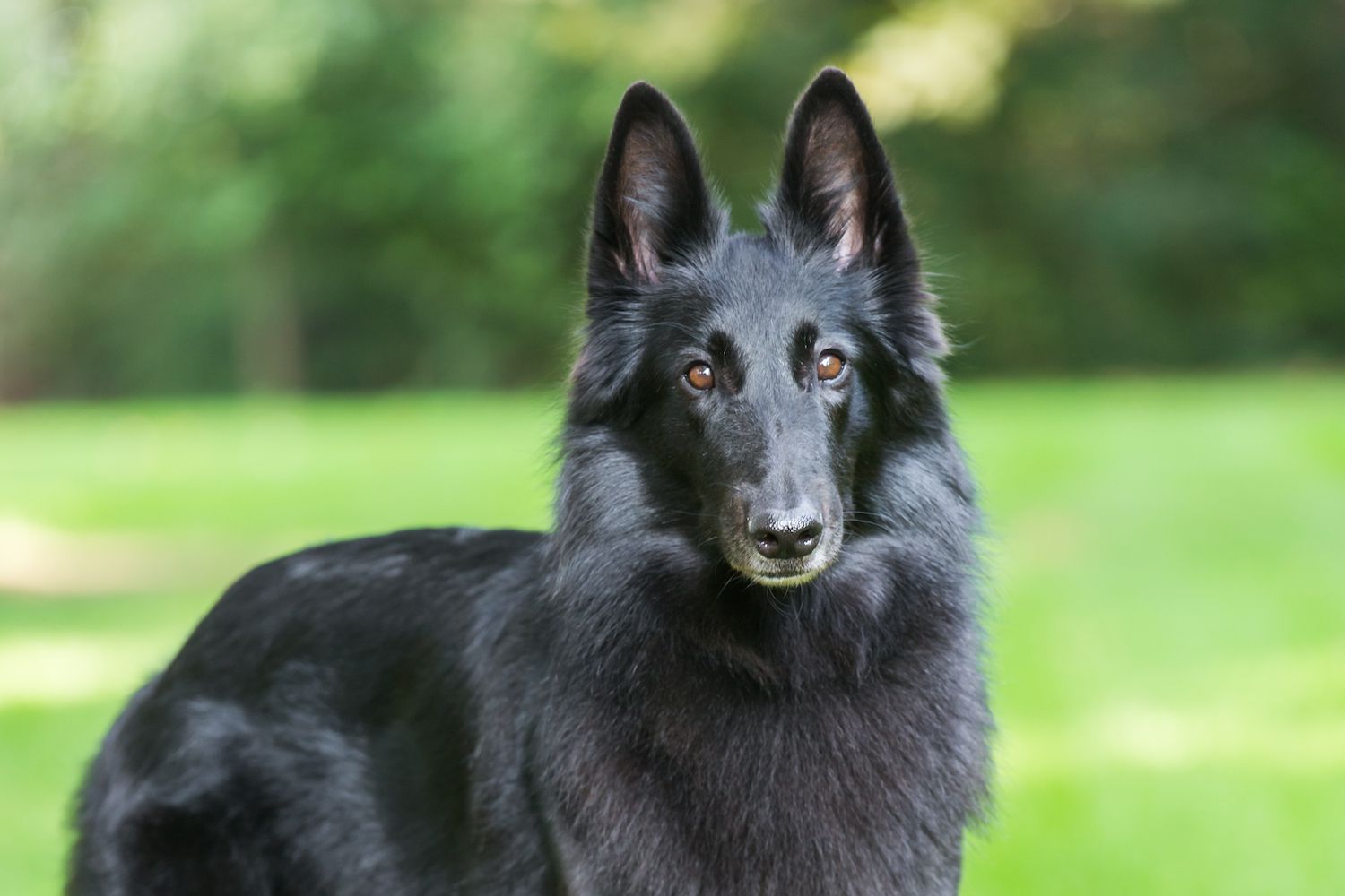 Verträgt sich der Belgische Schäferhund mit anderen Haustieren?