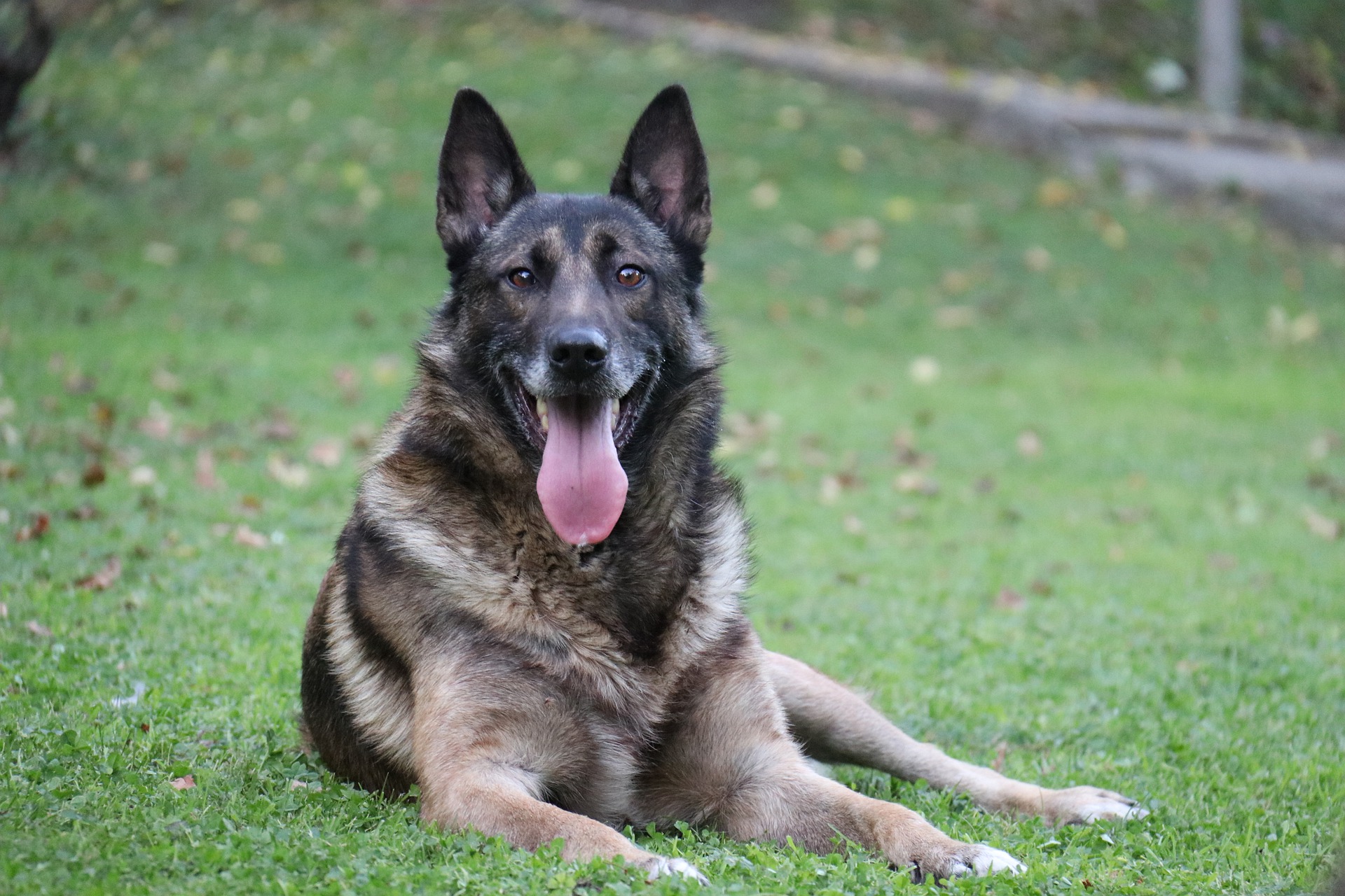 Prächtiger Belgischer Schäferhund - Charakter, Bedürfnisse und Pflege