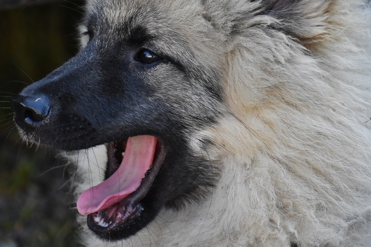 Is the Caucasian shepherd dog expensive?