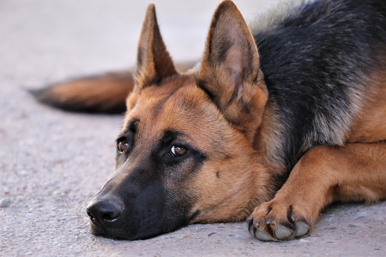 How to take care of a German shepherd?