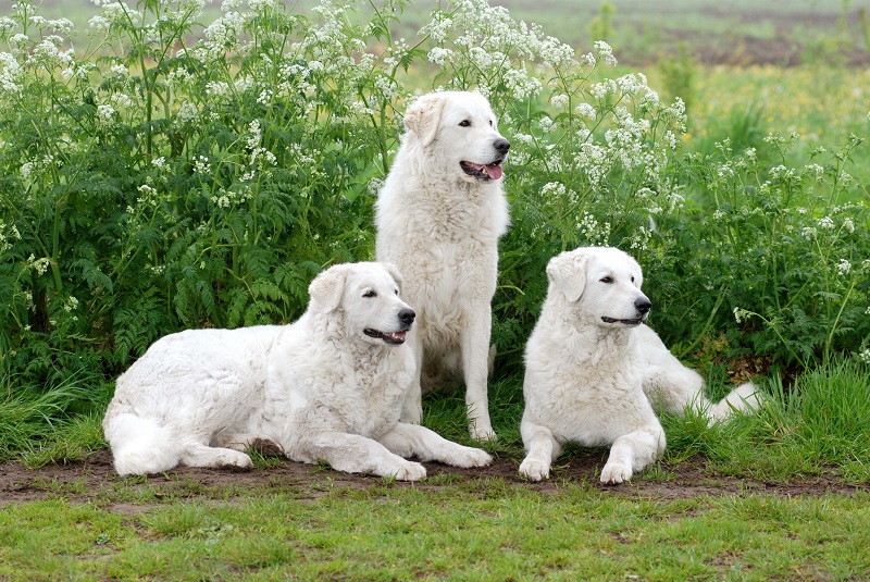 Is the Hungarian Kuvasz a dog for everyone?