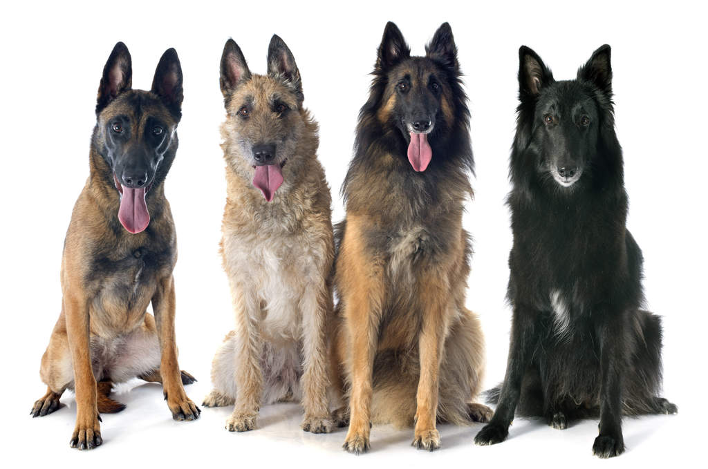 Belgian shepherds - what are the types of the breed?