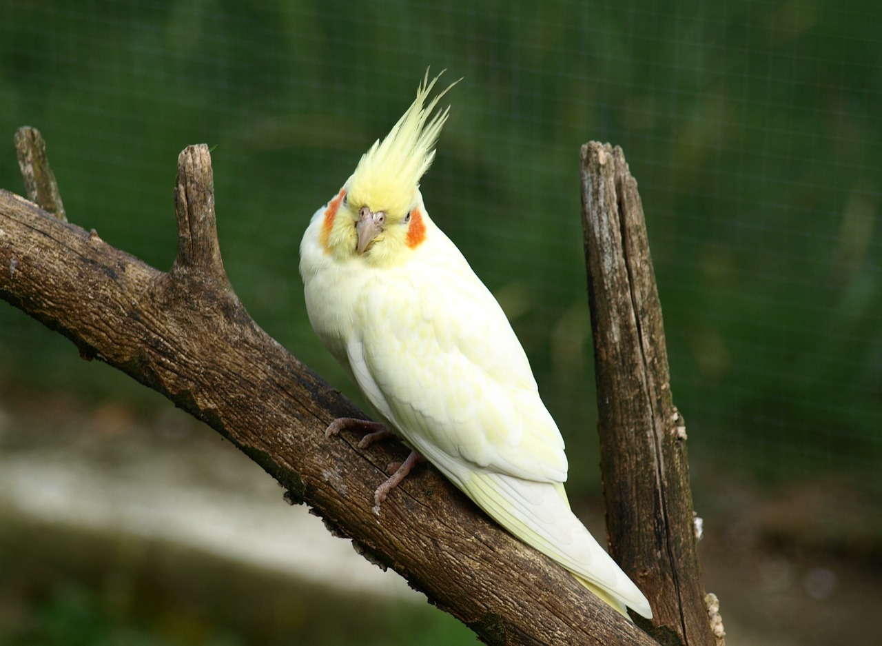Where to buy a cockatiel, and how much do they cost?