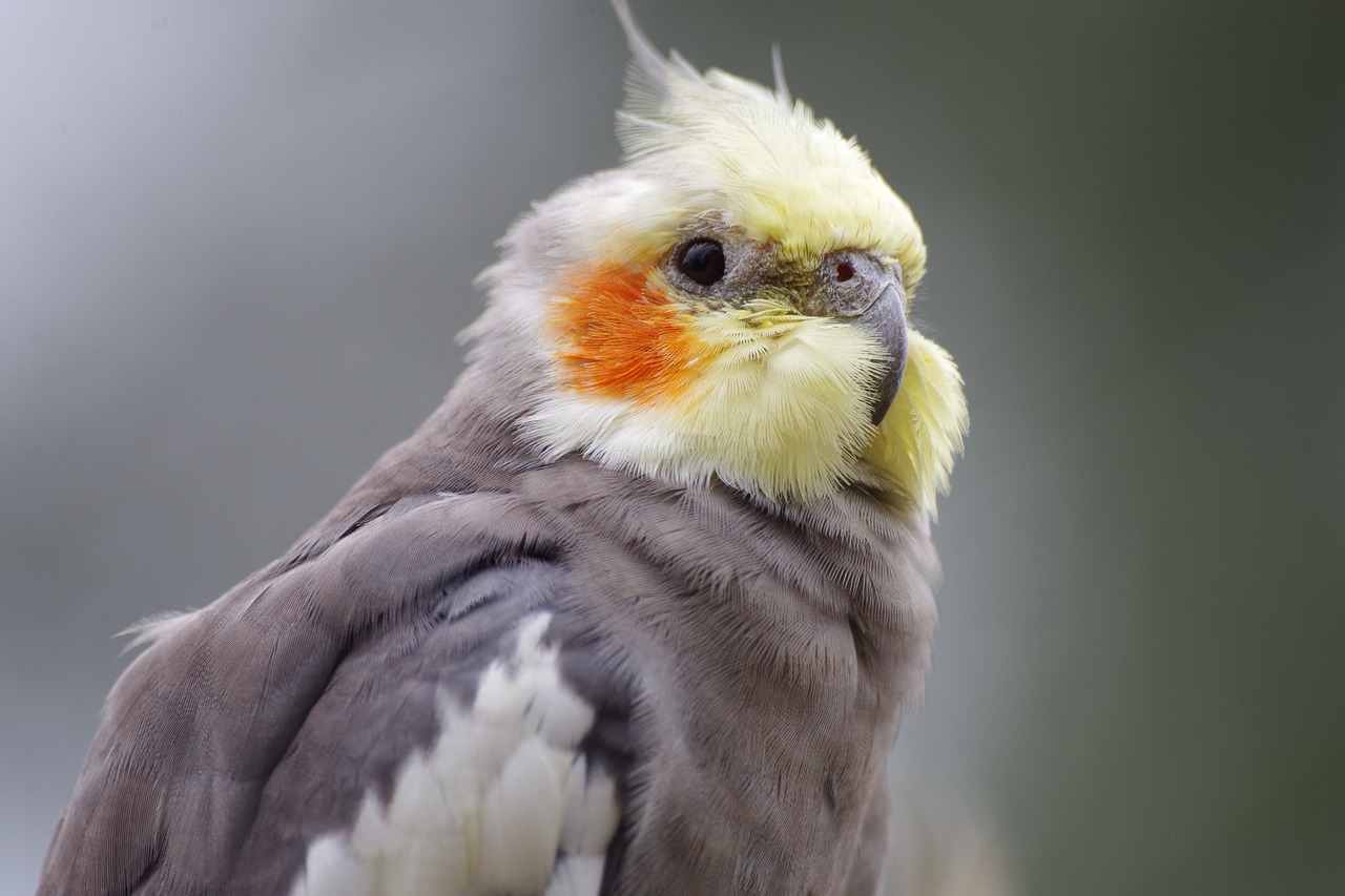 Cockatiel Parrot - Facts You Should Know About Cockatiel Birds