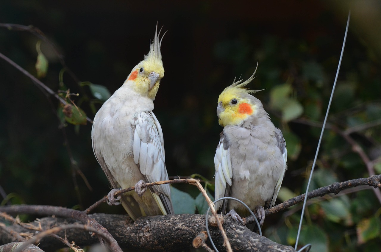 What are typical sounds cockatiels make?