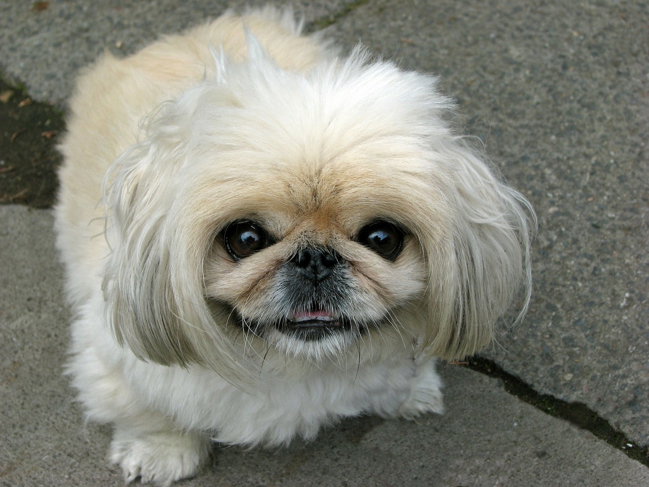 What are the types of the Pekingese dog?