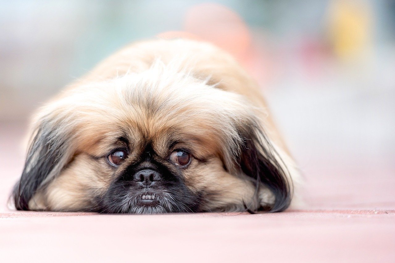 Niedlicher Pekinese - Temperament und Pflege des Peke-Hundes