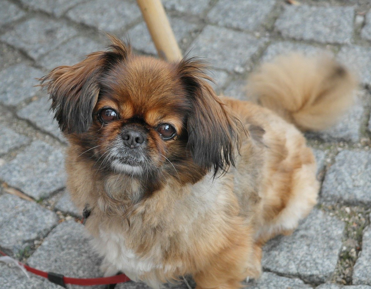 The Pekingese dog - how much does it cost?
