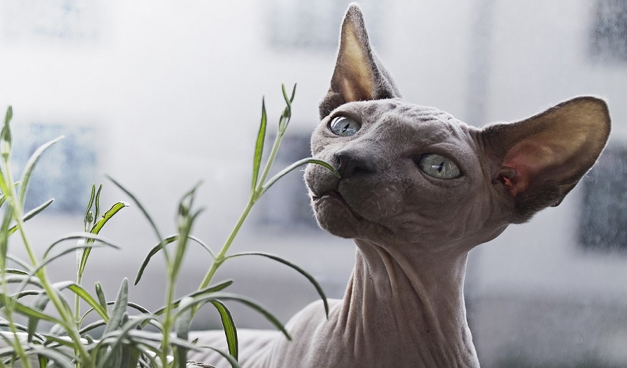 Russian bald cat - the Peterbald