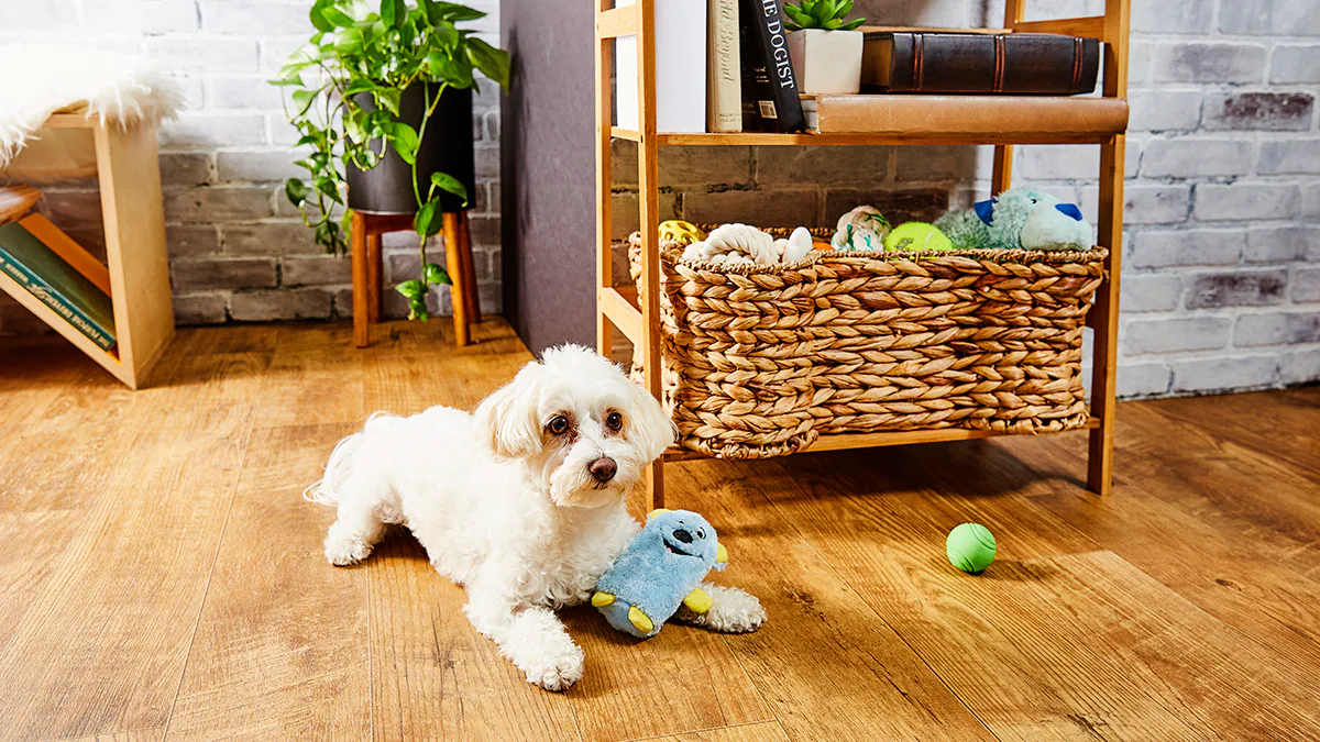Good apartment dogs - why is it important to pick the right breed?