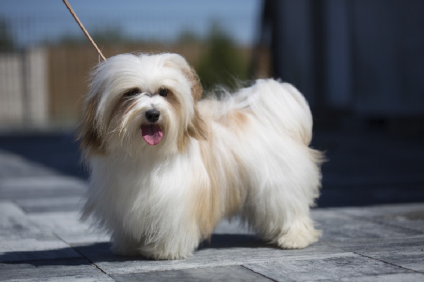 Does the Havanese need a lot of exercise?