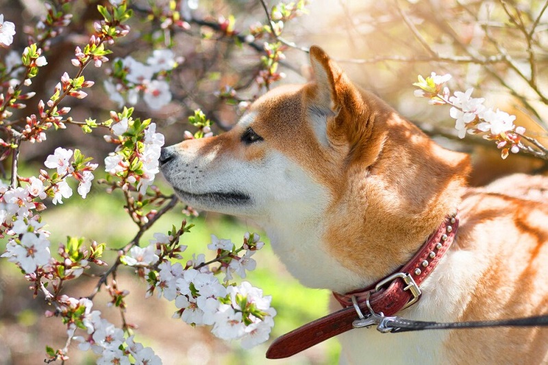 Pies japoński shiba - jak wygląda jego karmienie?