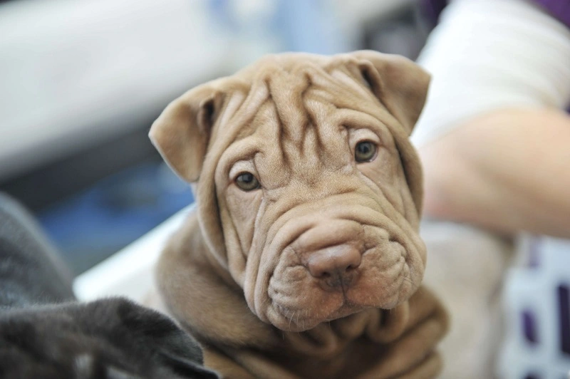 The Shar Pei - where does this breed come from?