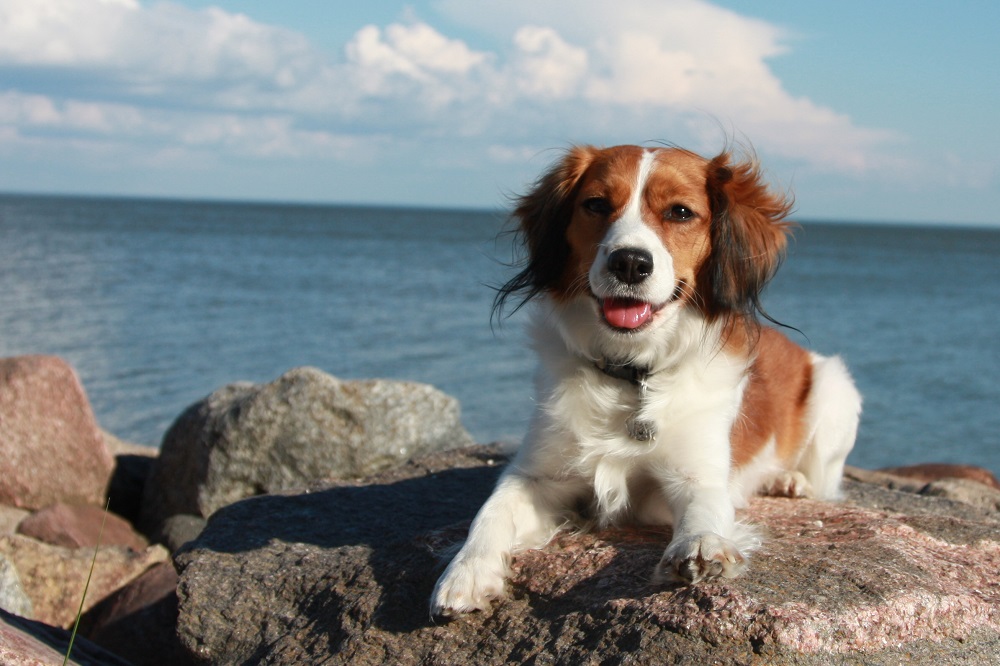 What is the size and weight of the Kooikerhondje?
