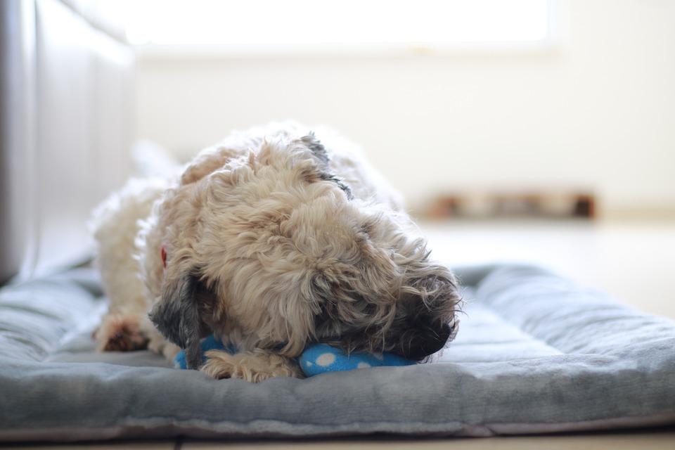 Orthopädische Hundebetten - ein speziell entwickeltes Bett für Ihr Haustier