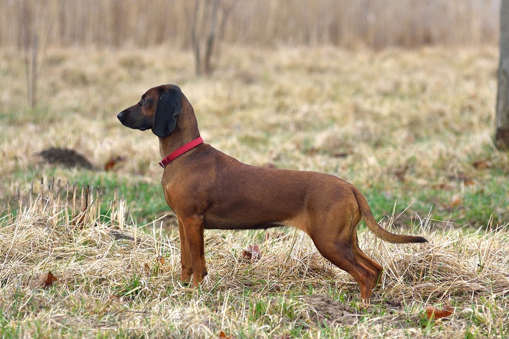 What are the common diseases a Bavarian mountain hound might suffer from?