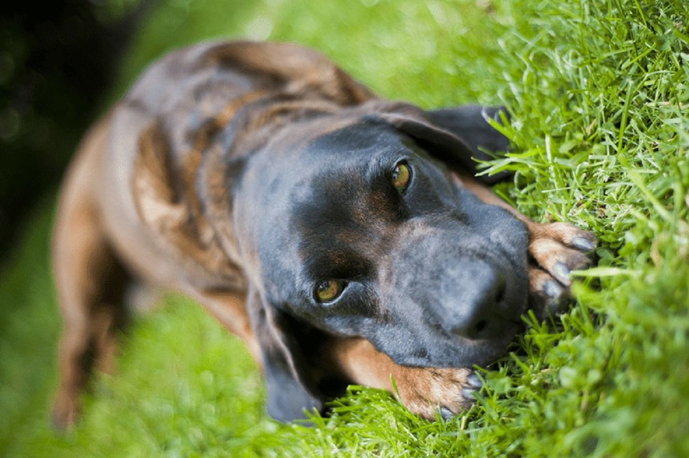 Bayerischer Gebirgsschweißhund - Preis, Temperament und Bedürfnisse