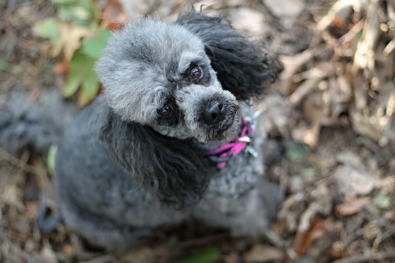 Miniature poodle - what diet does the dog need