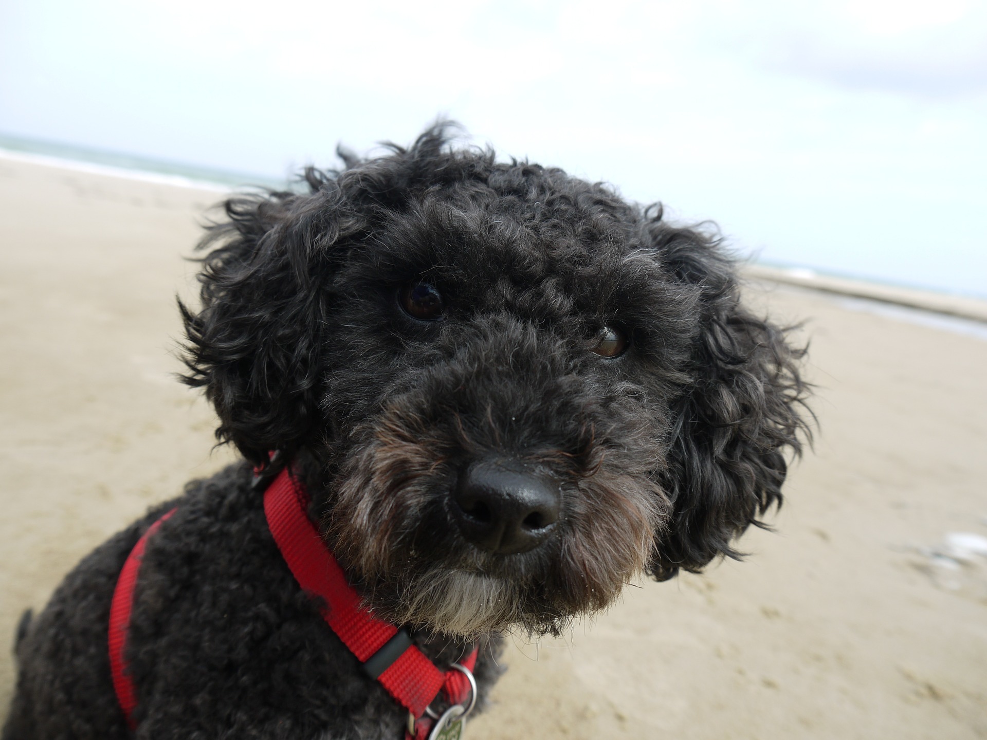 Adorable Miniature Poodle - Facts, Temperament and Care Tips