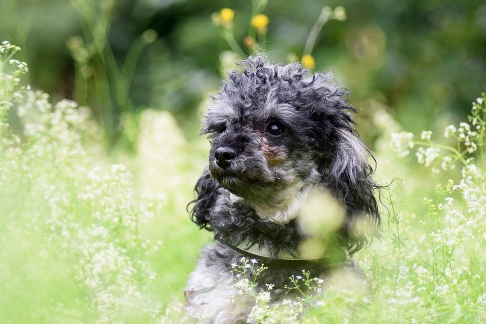 Miniature Poodles - the health of the small dogs