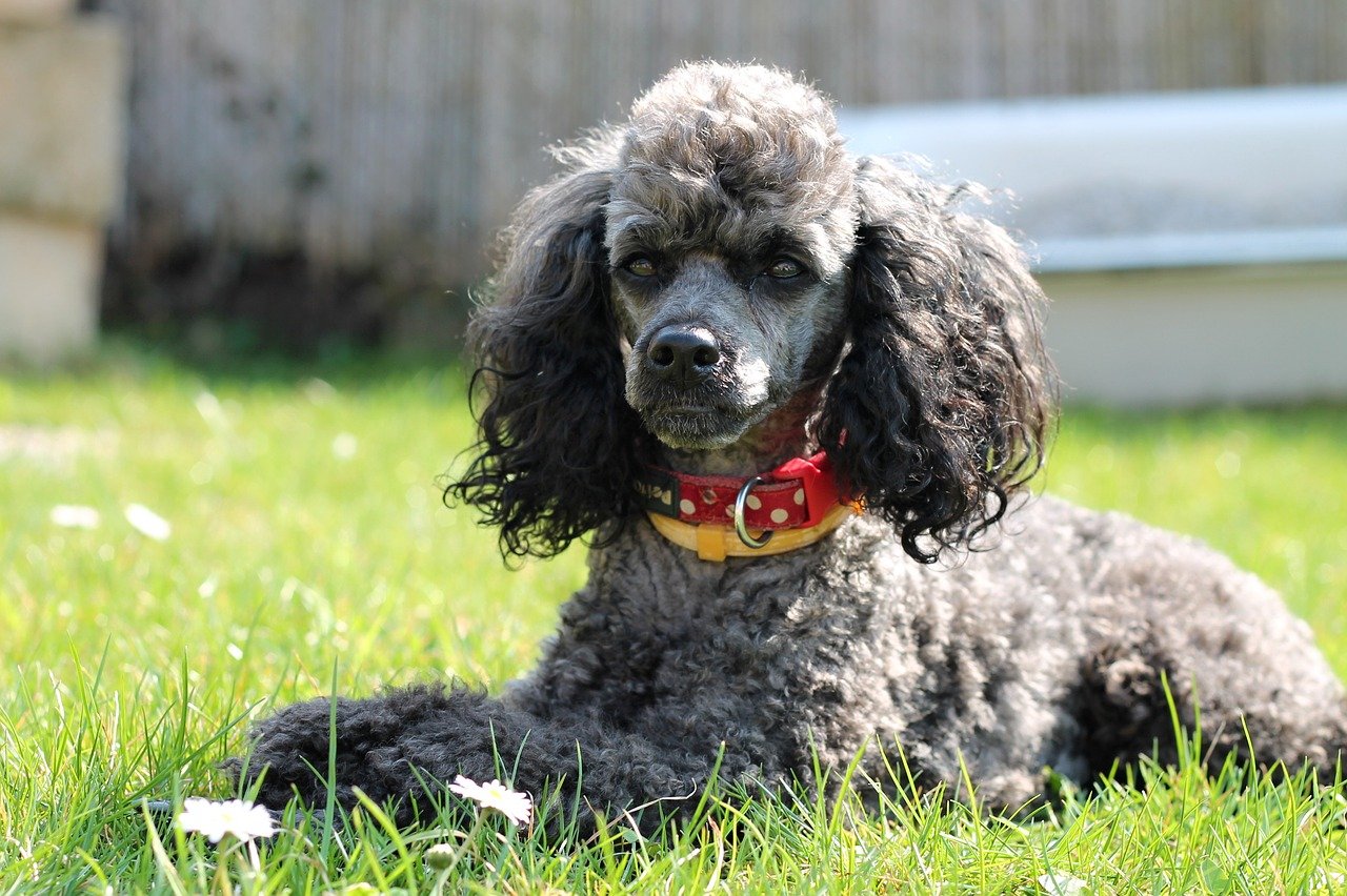 Miniature poodle - size and types of the breed