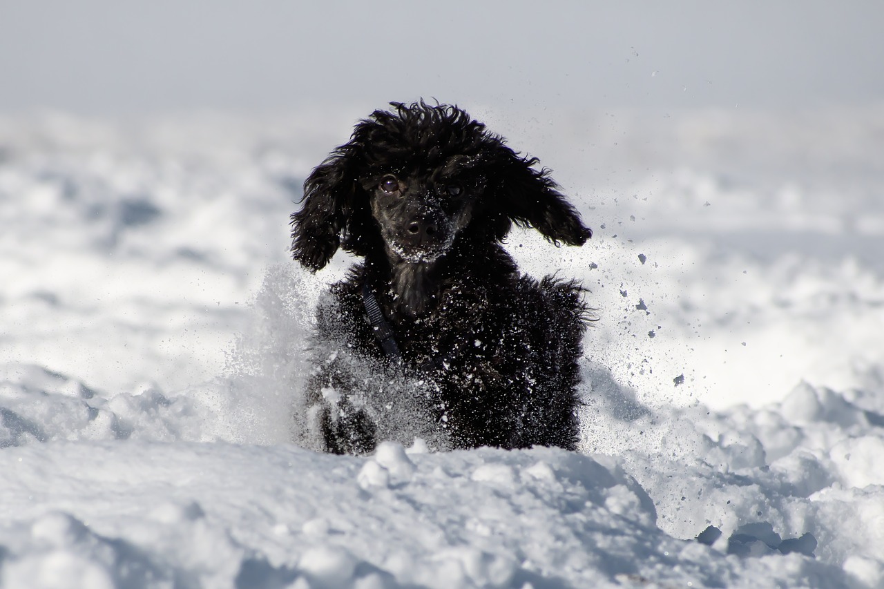 Miniature poodle training - what does it look like?