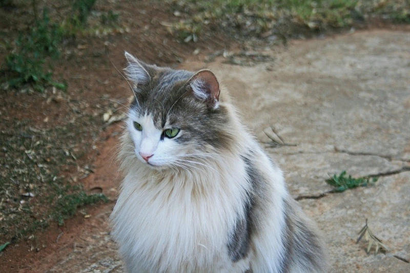The Ragamuffin cat and other animals